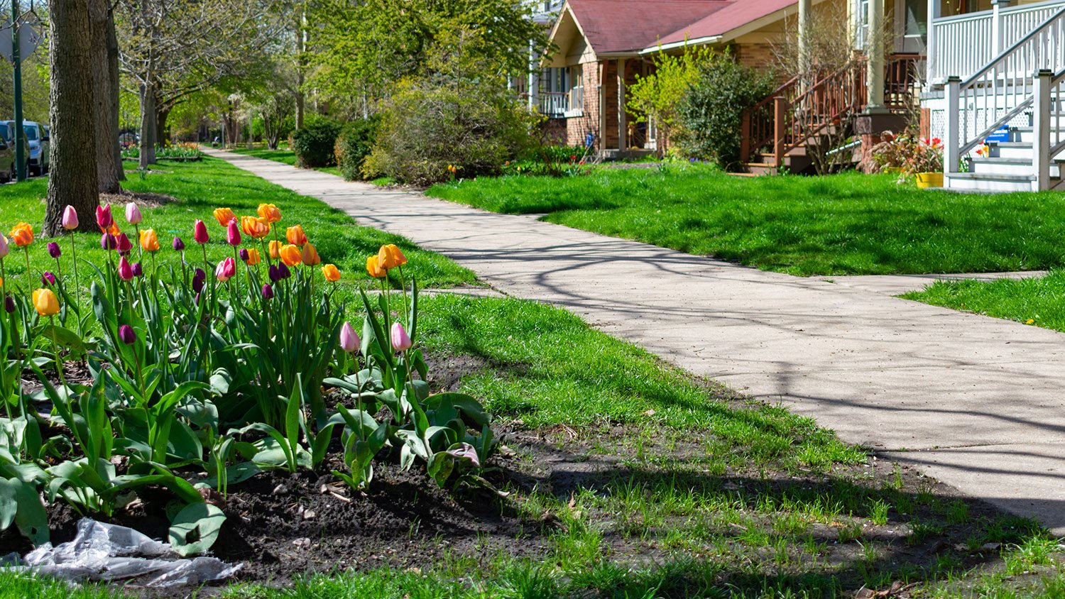 colorful flowers on sidewalk
