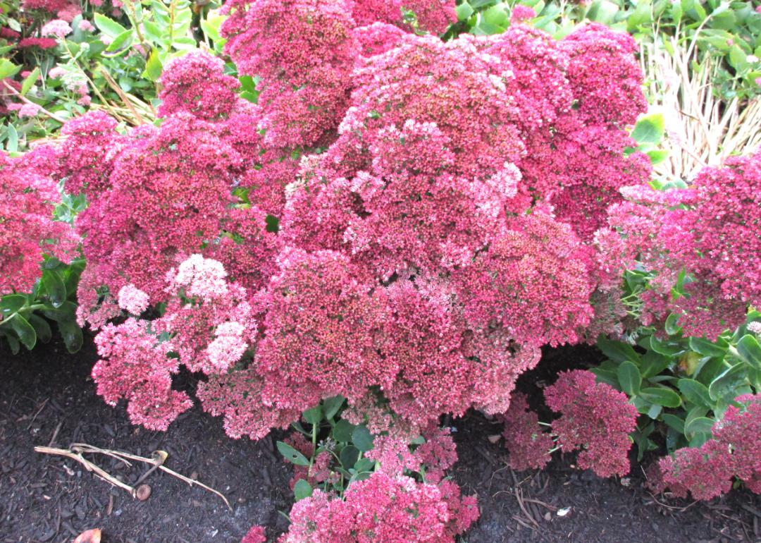 A bunch of pink flowers