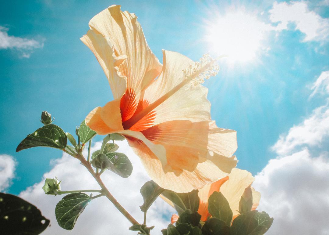 Closeup of a backlit yellow flower