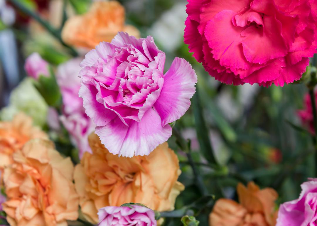 Closeup of pink flower