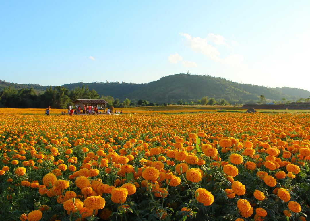 A field of yellow flowers