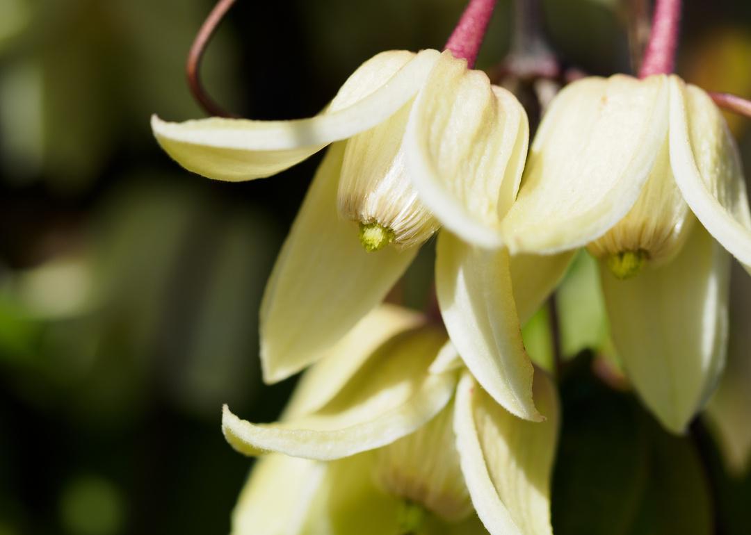 Closeup of white flower