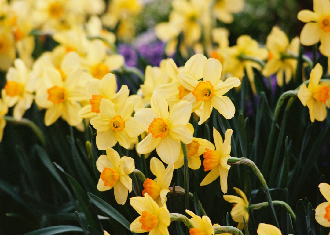Yellow flowers