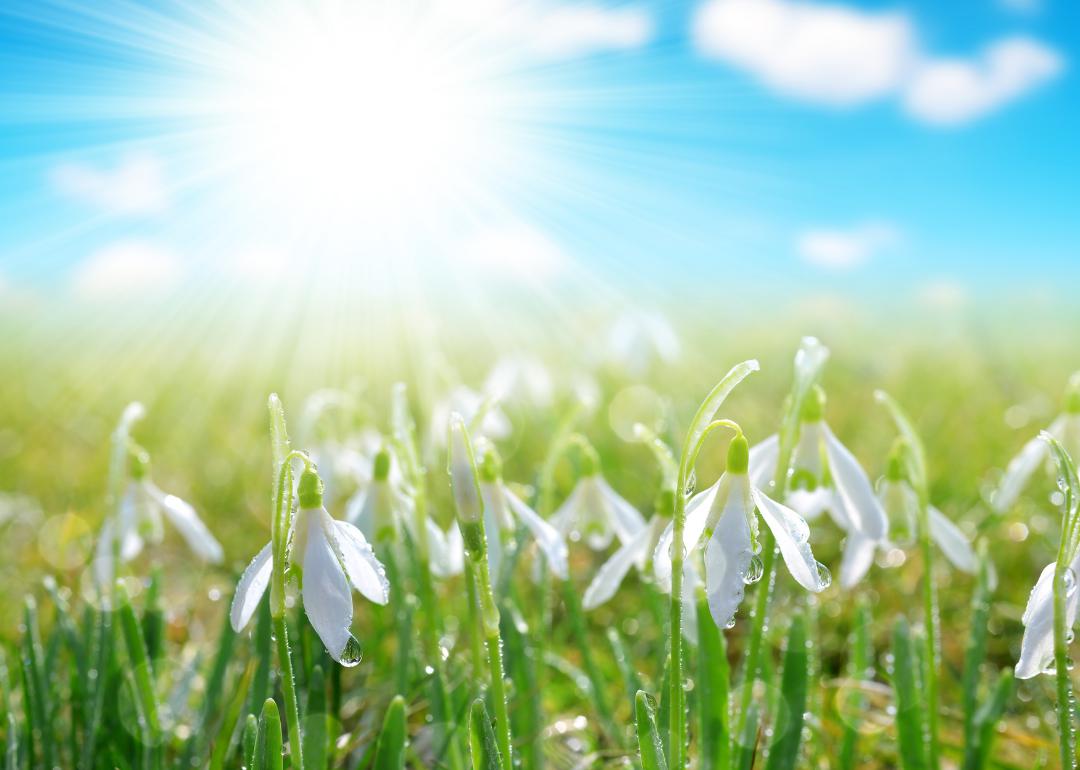 A field of white flowers