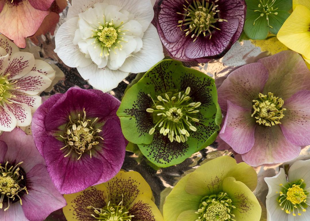 White, green, and purple flowers