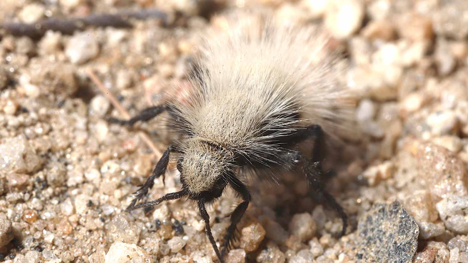 A fluffy white velvet ant