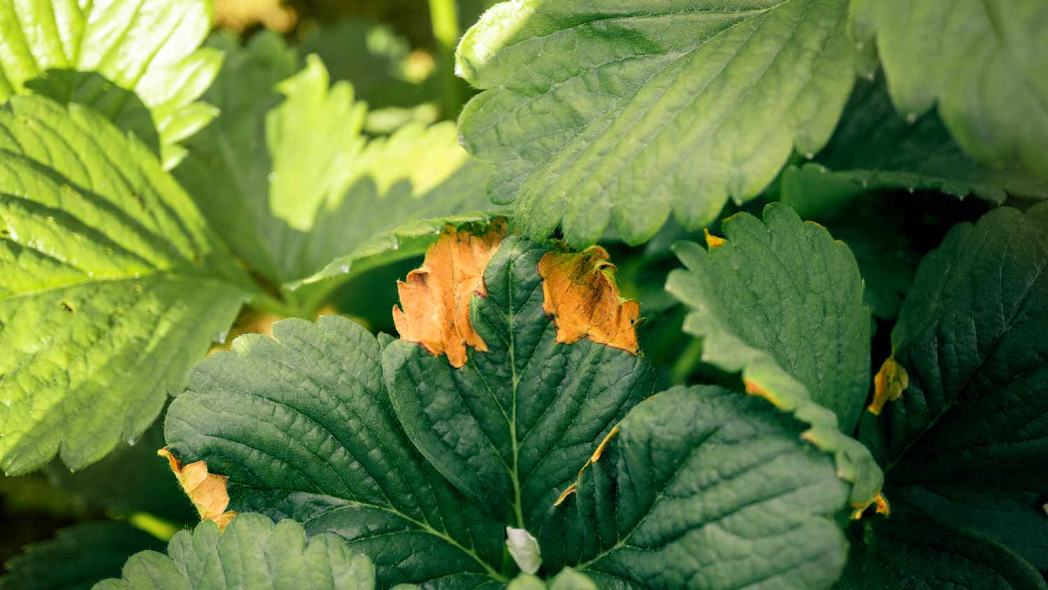 Foliar fungus on strawberry foliage