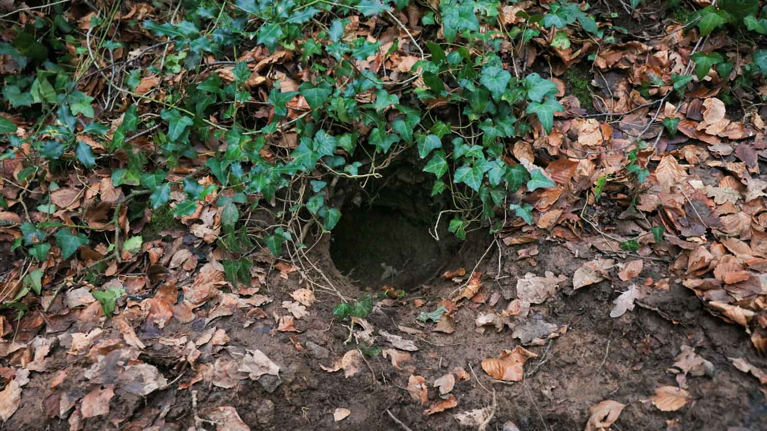 A fox’s den in the ground