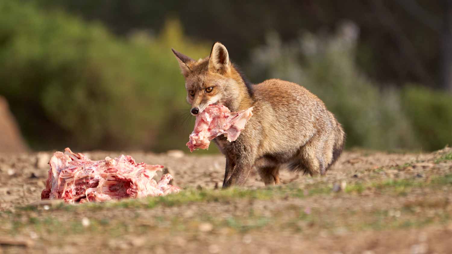 fox eating meat