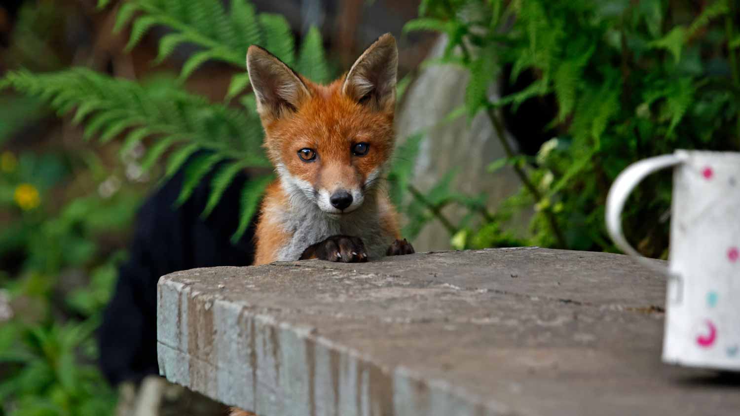 fox exploring the garden