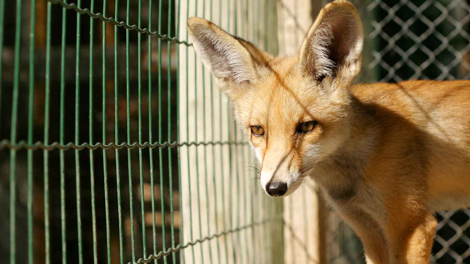 closeup of a fox in a cage 