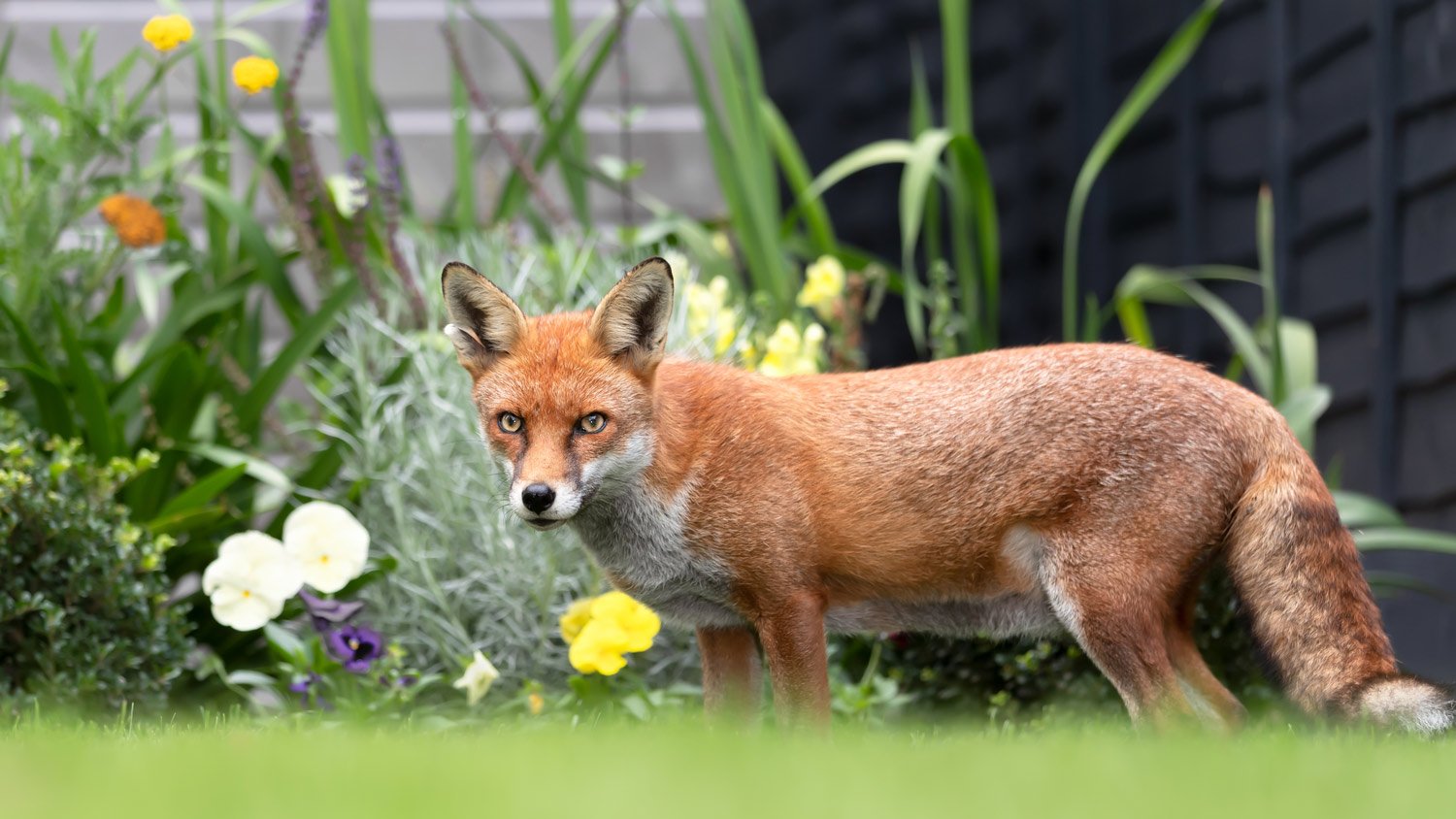 Close up of a red fox in a garden in summer