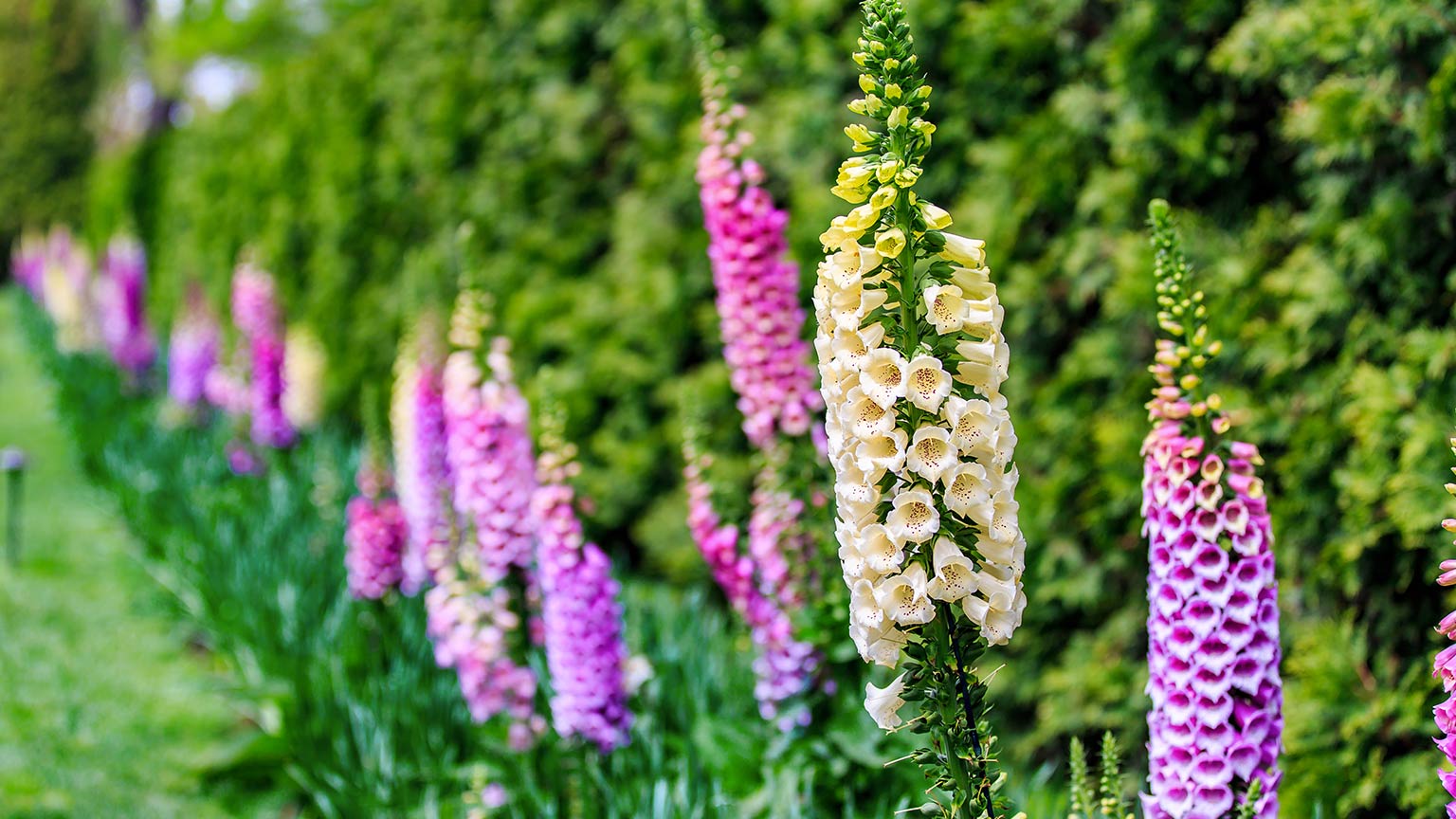 foxglove 