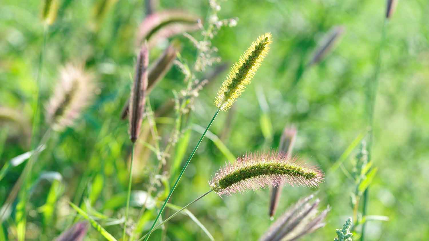 Foxtail grass growing in the field