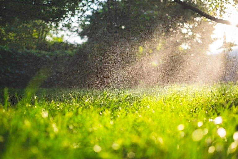 Fresh green grass with water droplets
