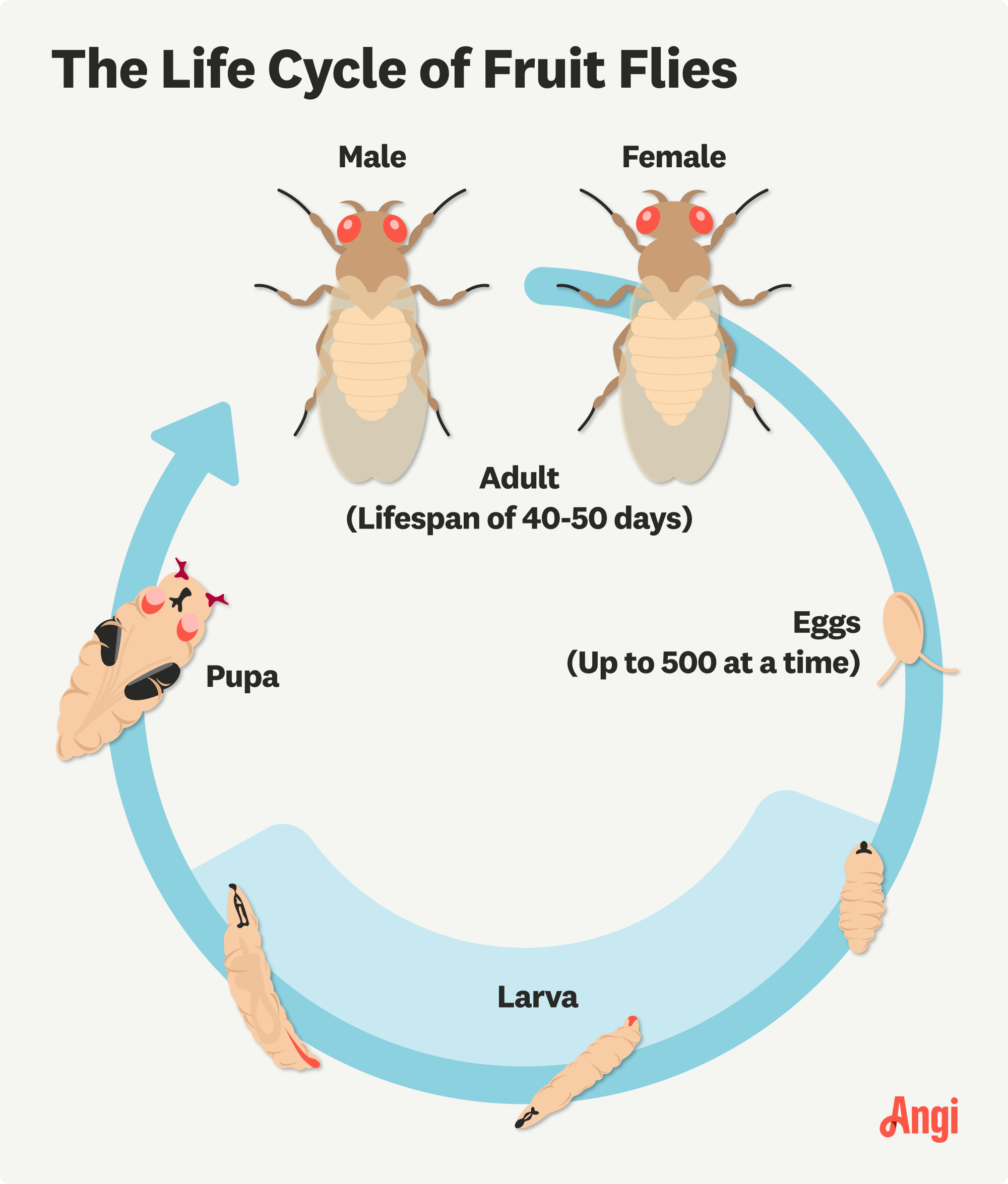 Fruit fly life cycle illustrated, with adults fruit flies living for 40-50 days