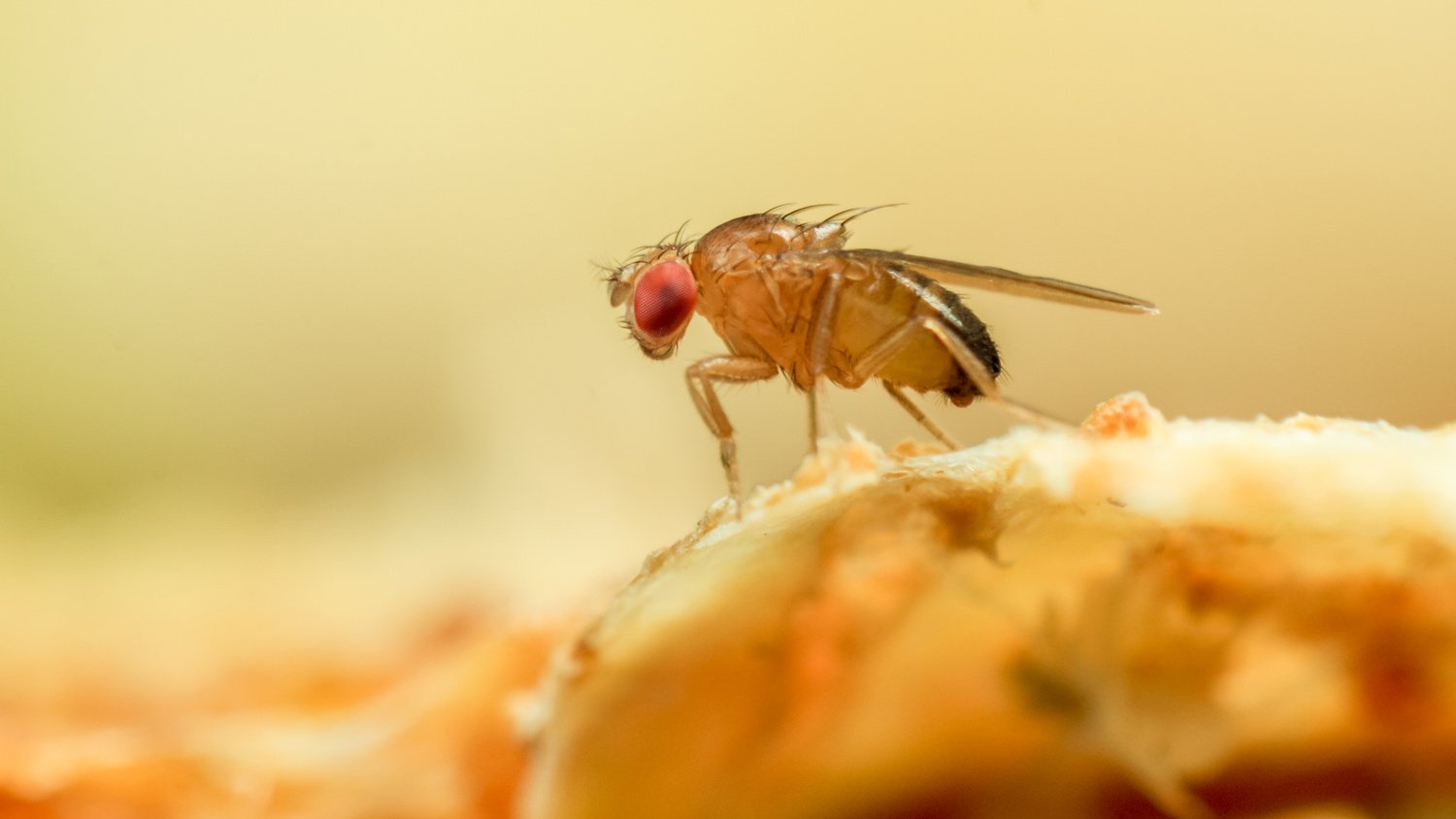 closeup shot of fly