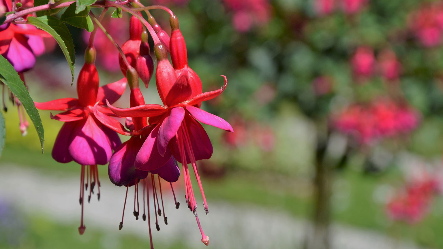 Fuchsia