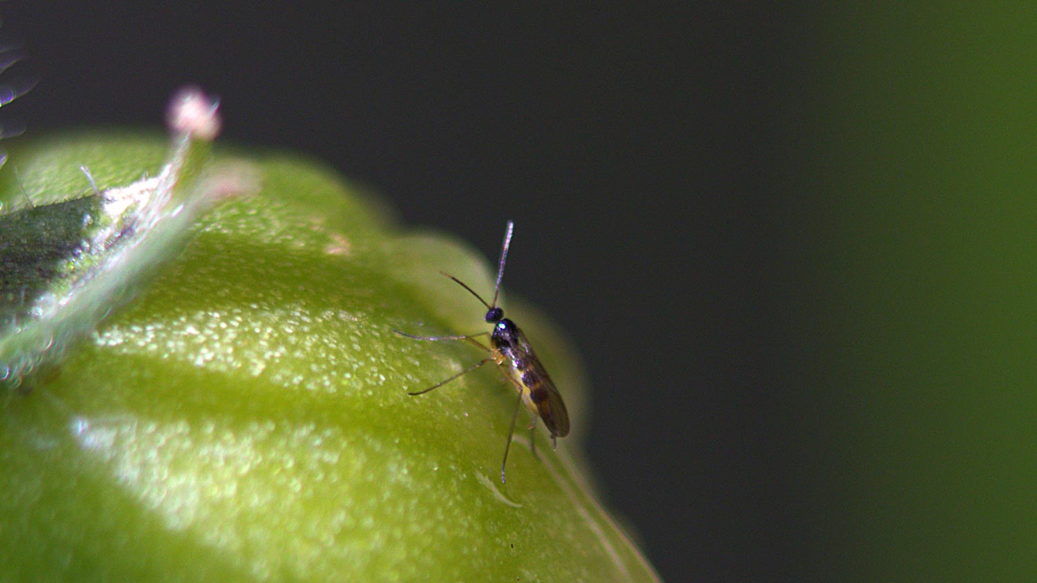 close up of fungus gnat on plant