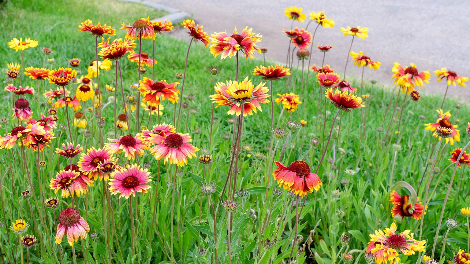 Gaillardia