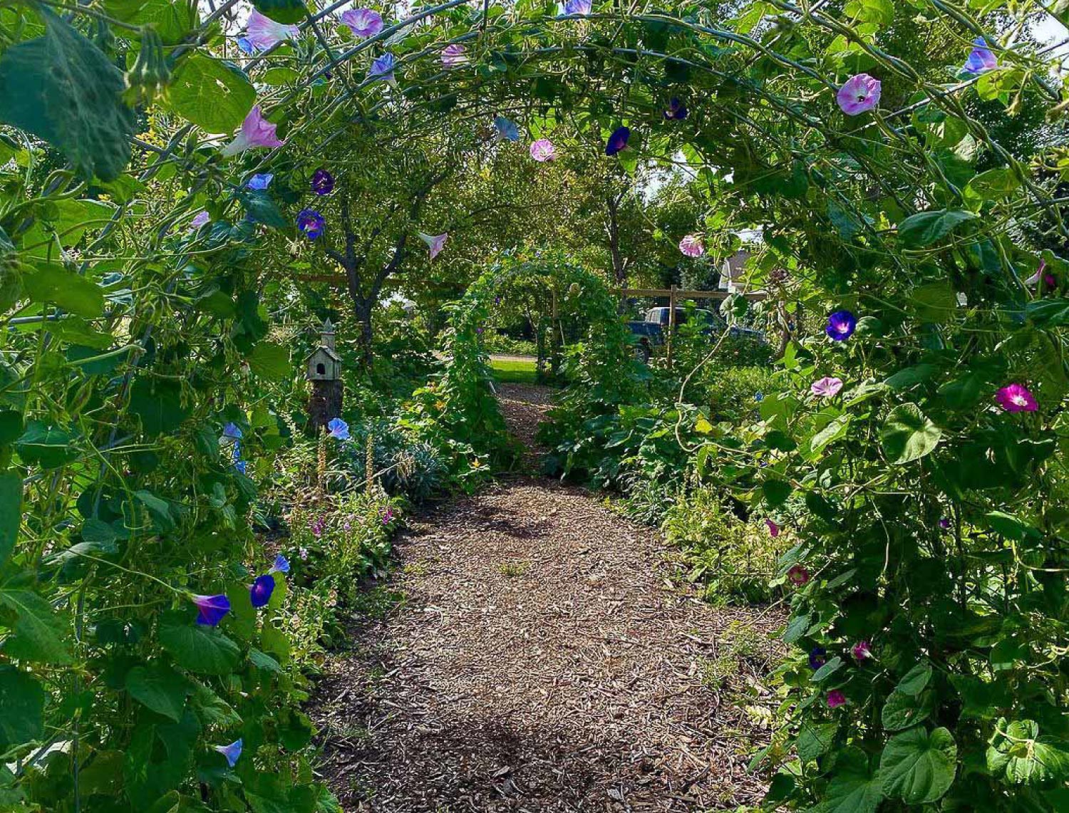 A garden with flower arch