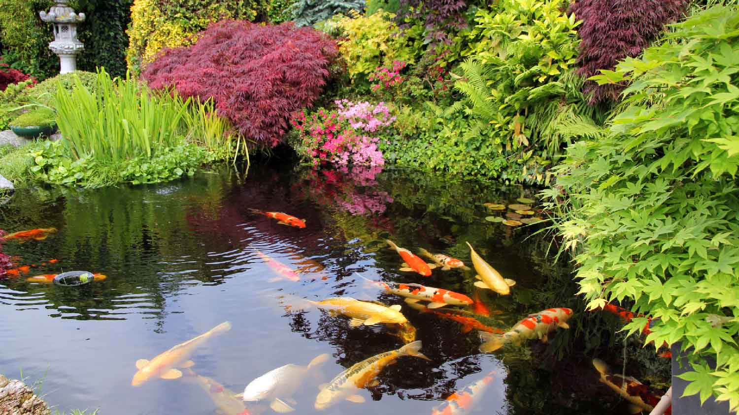 A garden with koi fish in a pond