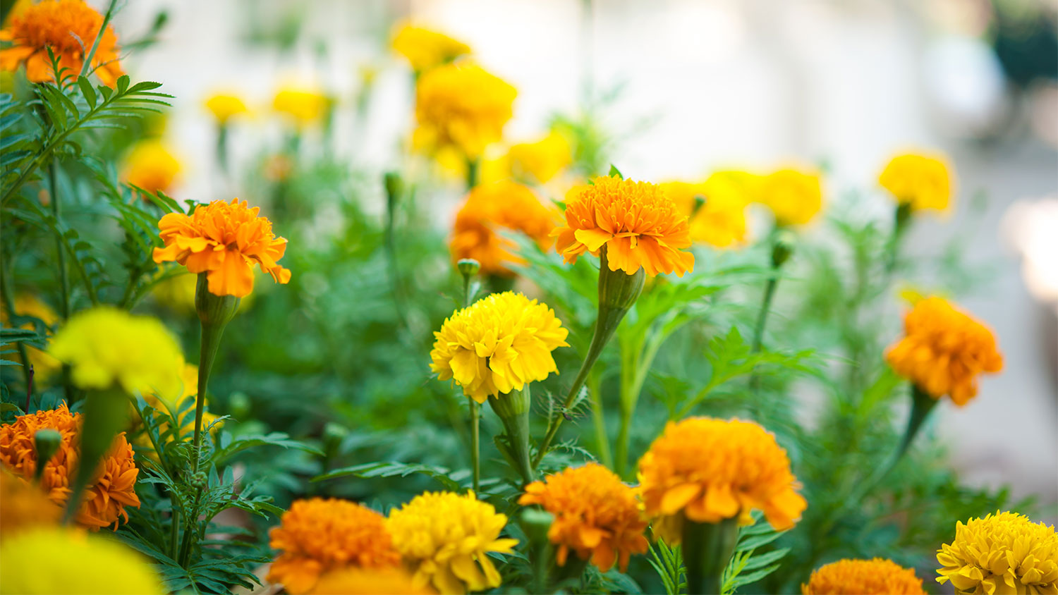 A garden with marigolds