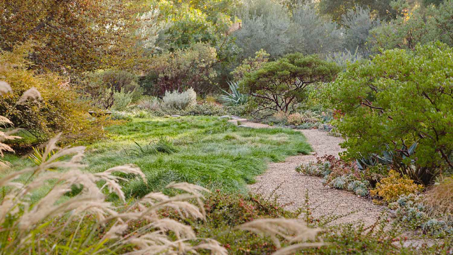 A garden with native plants and a gravel path