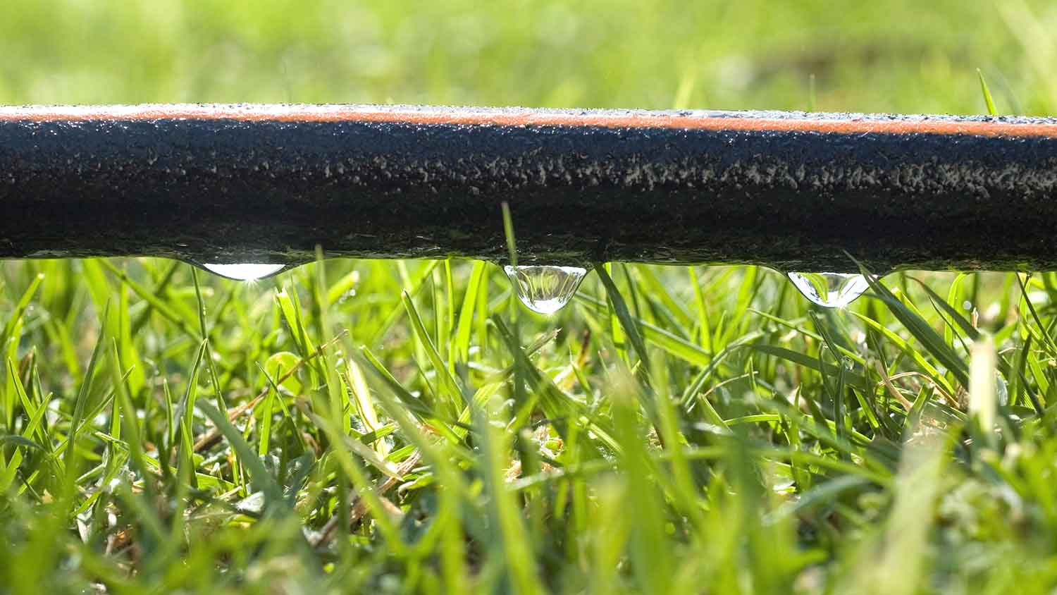 Closeup of a soaker hose watering the lawn