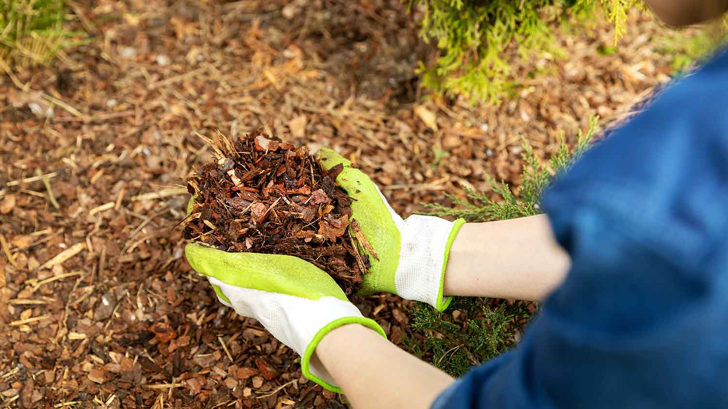 Gardener using pine tree bark to mulch a flower bed 