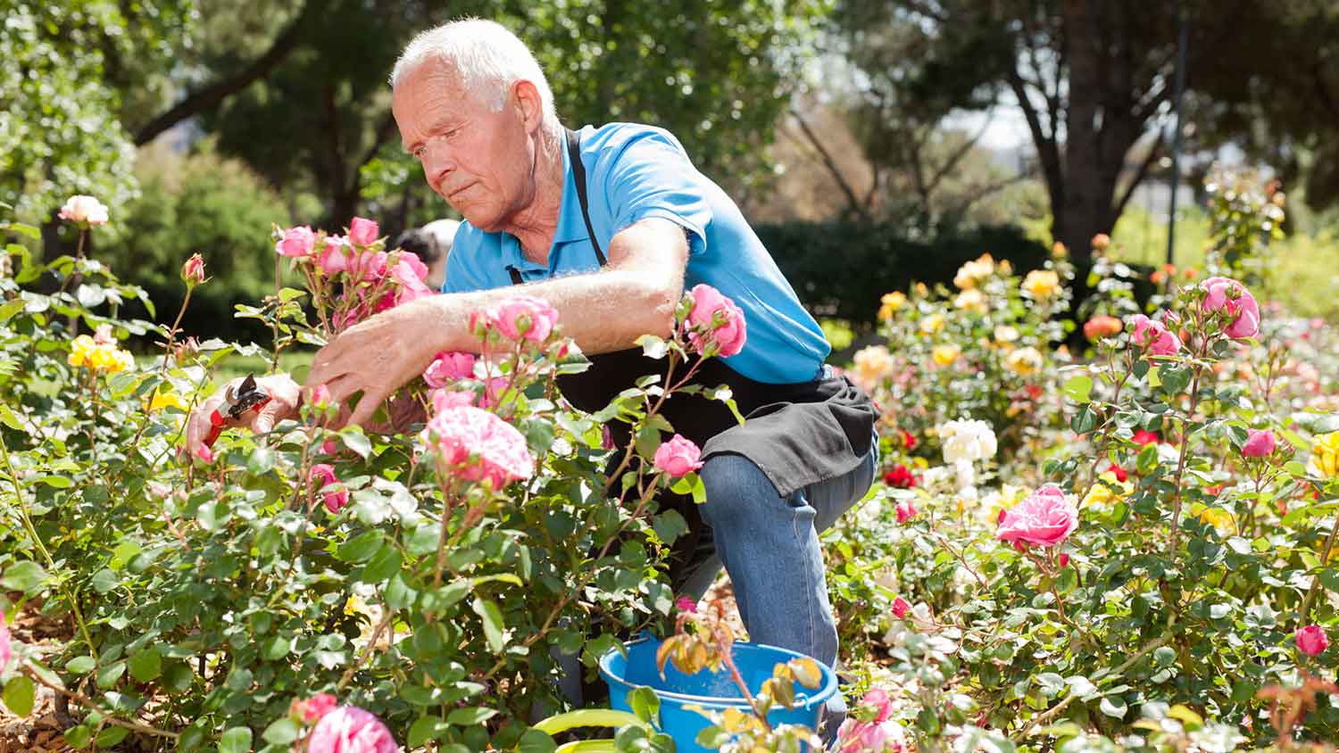 Gardener pruning roses bushes in the garden