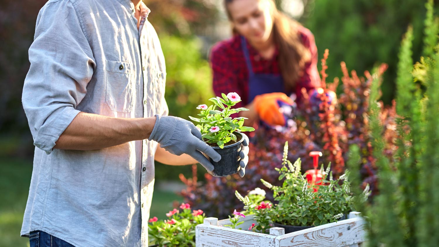 A gardener putting a pot in a wooden box