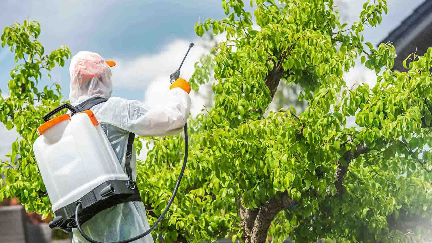 Gardener using herbicide on tree foliage