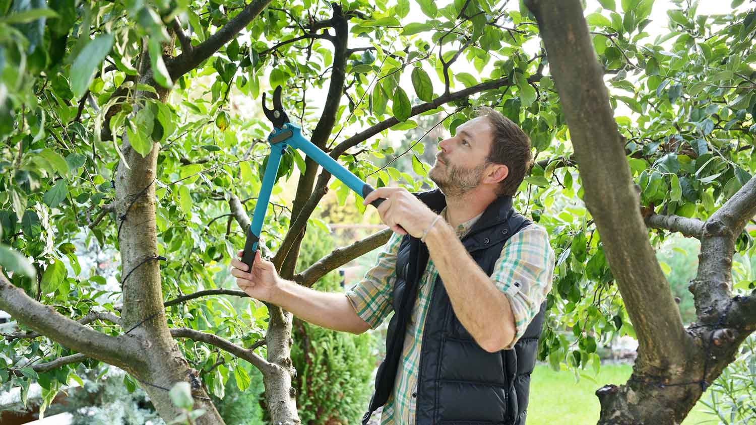 Gardener wearing a vest trimming a tree branch