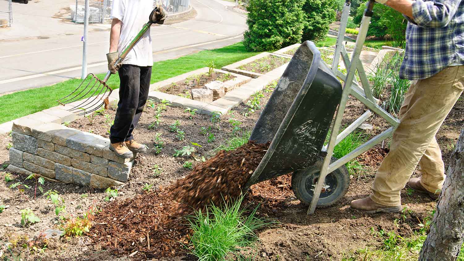 Gardener emptying wheelbarrow full of mulch