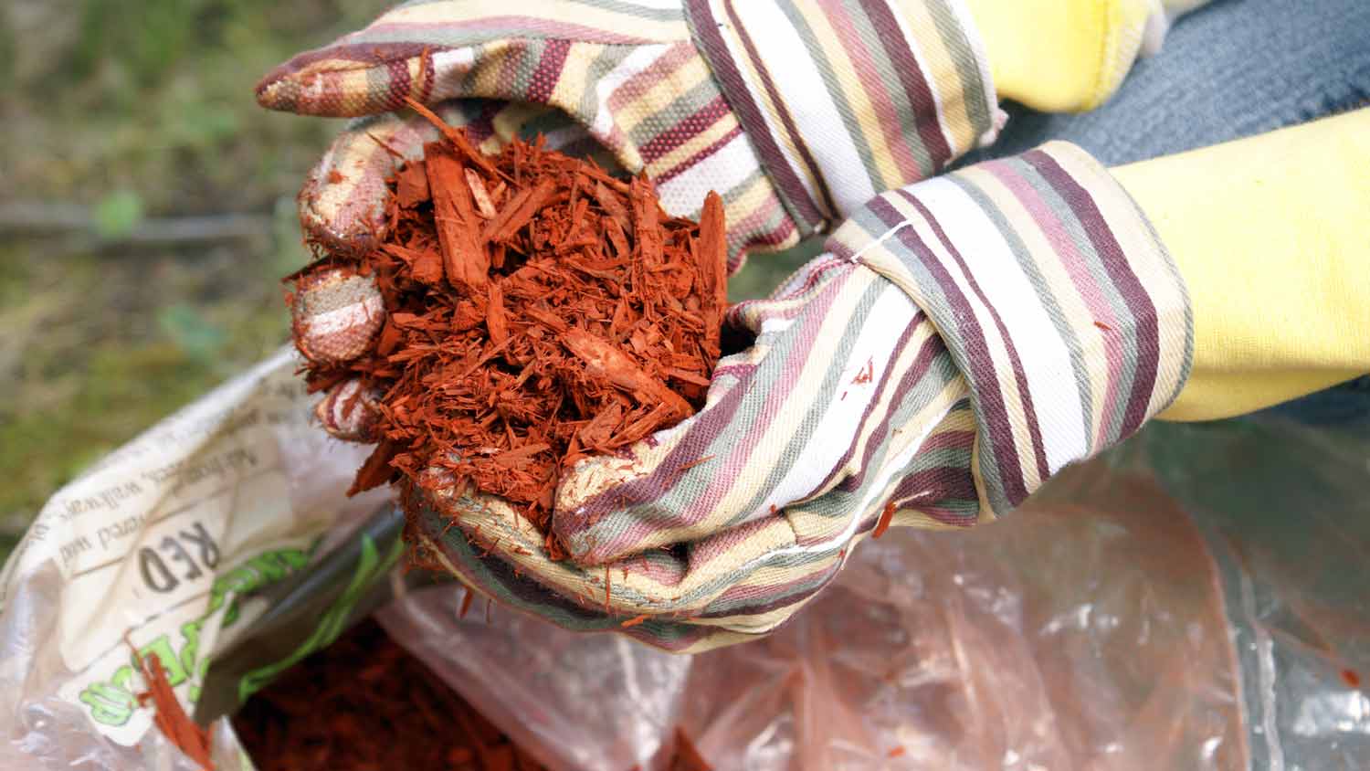 person gardening with red mulch