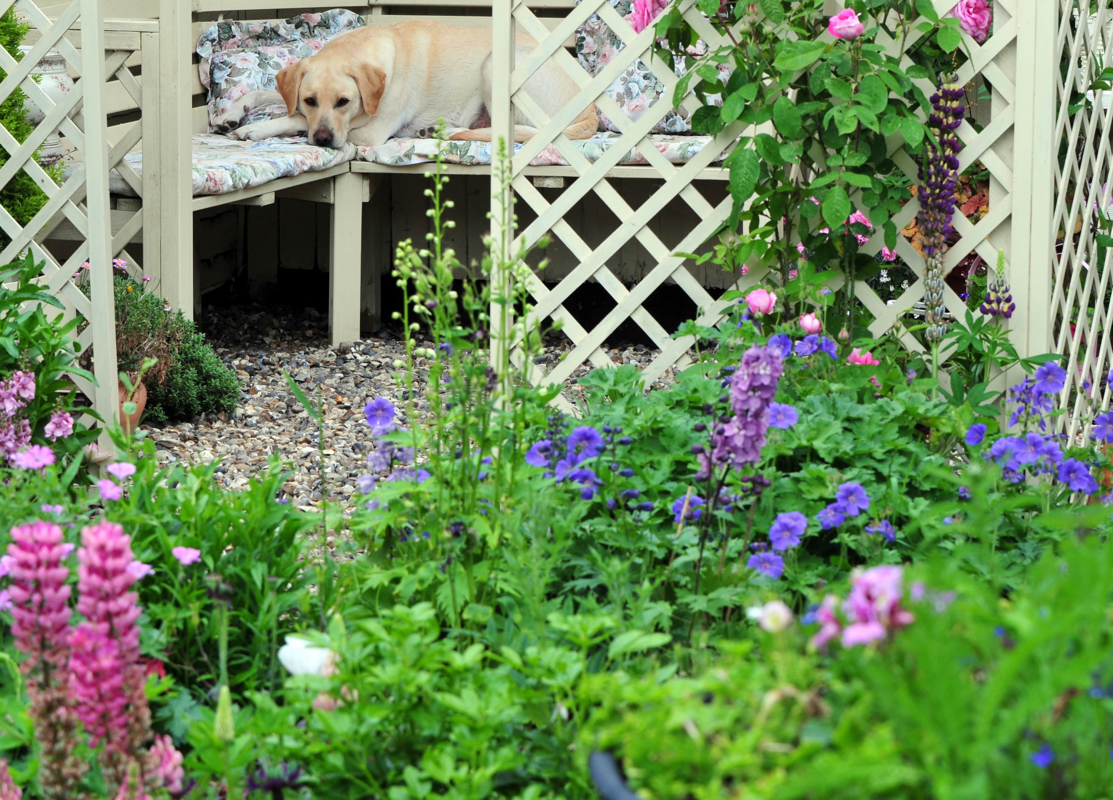 Dog laying under gazebo in backyard