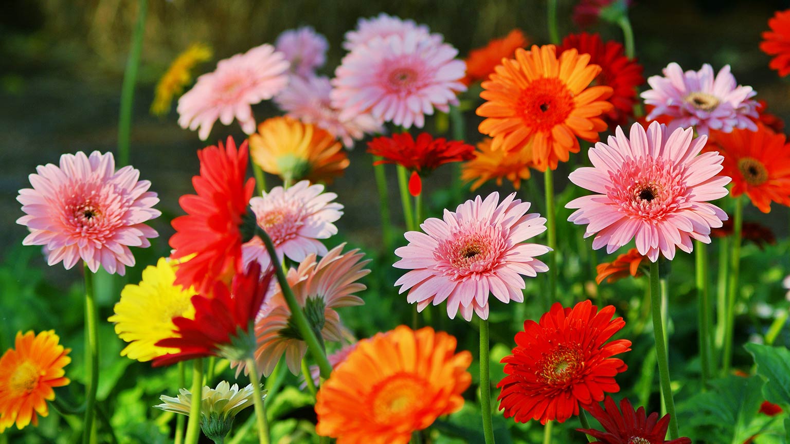 Gerbera Daisy