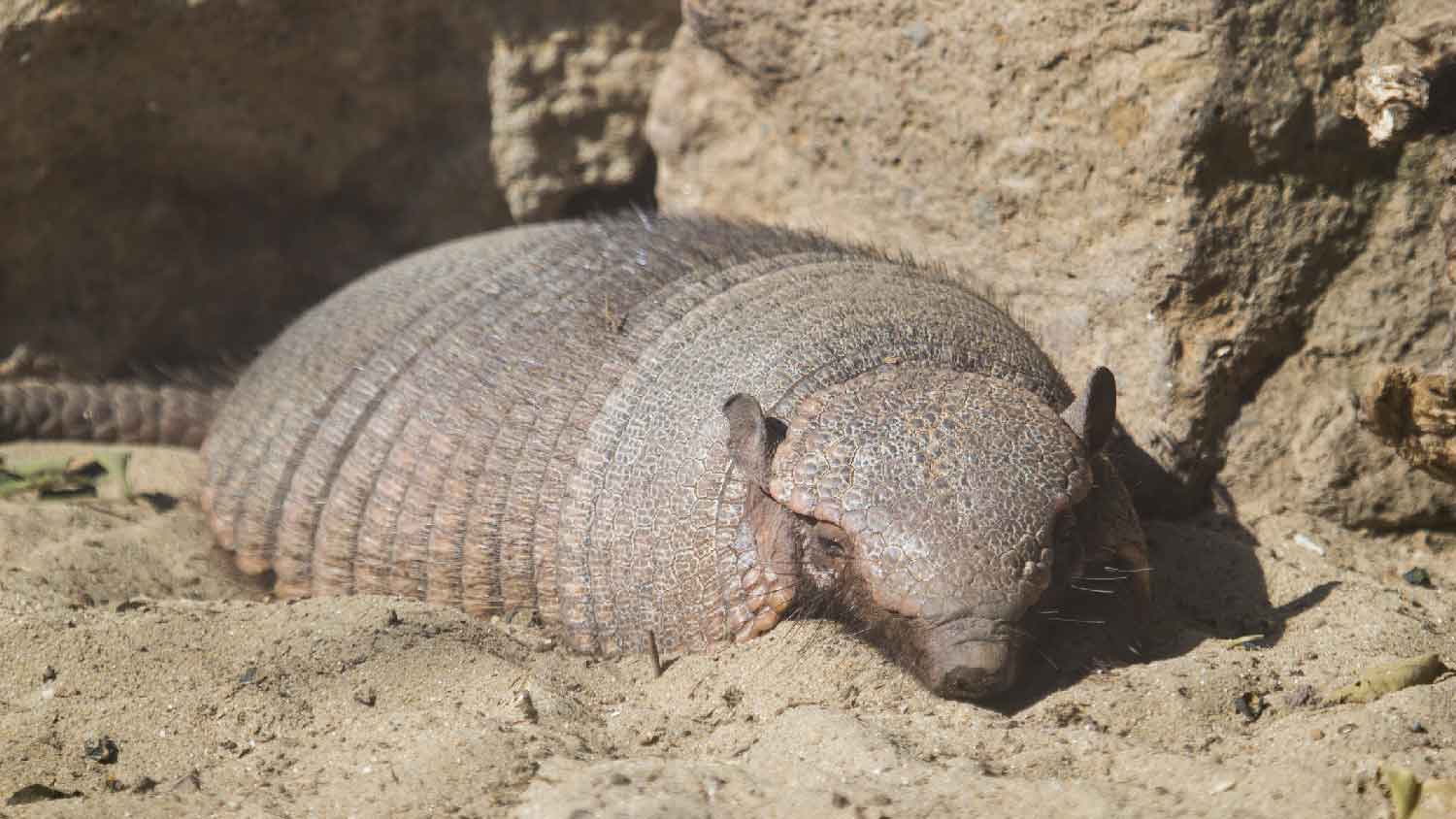 A giant armadillo