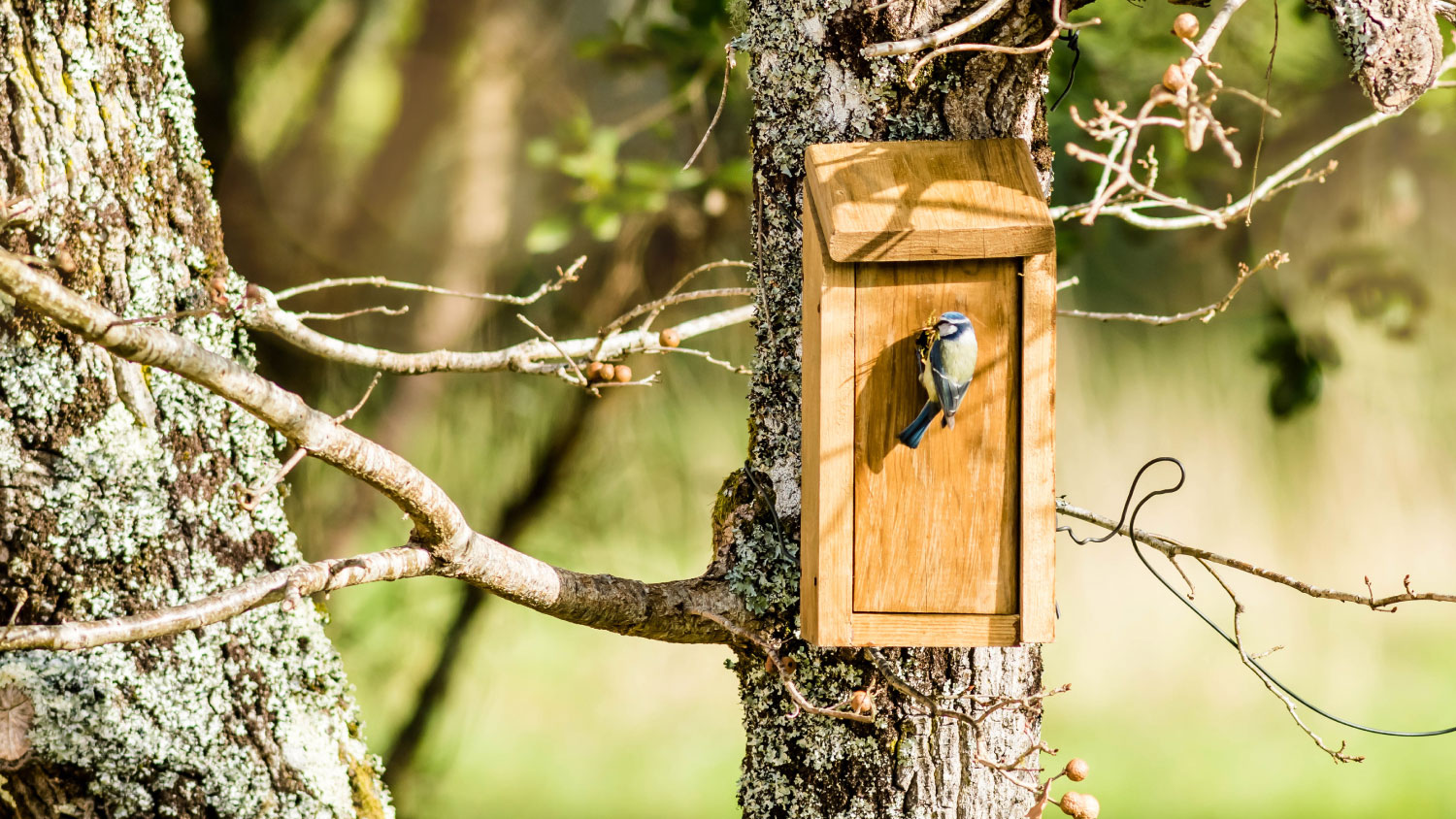 wooden slot box birdhouse