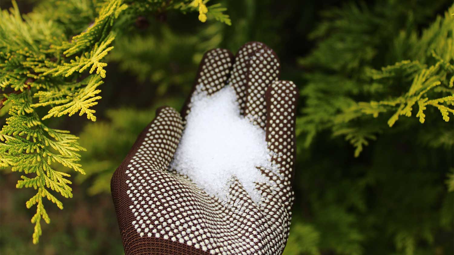 A view of a gloved hand holding a pile of epsom salt