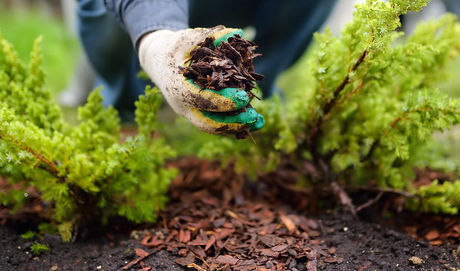 Closeup of gloved hands spreading mulch in flowerbed