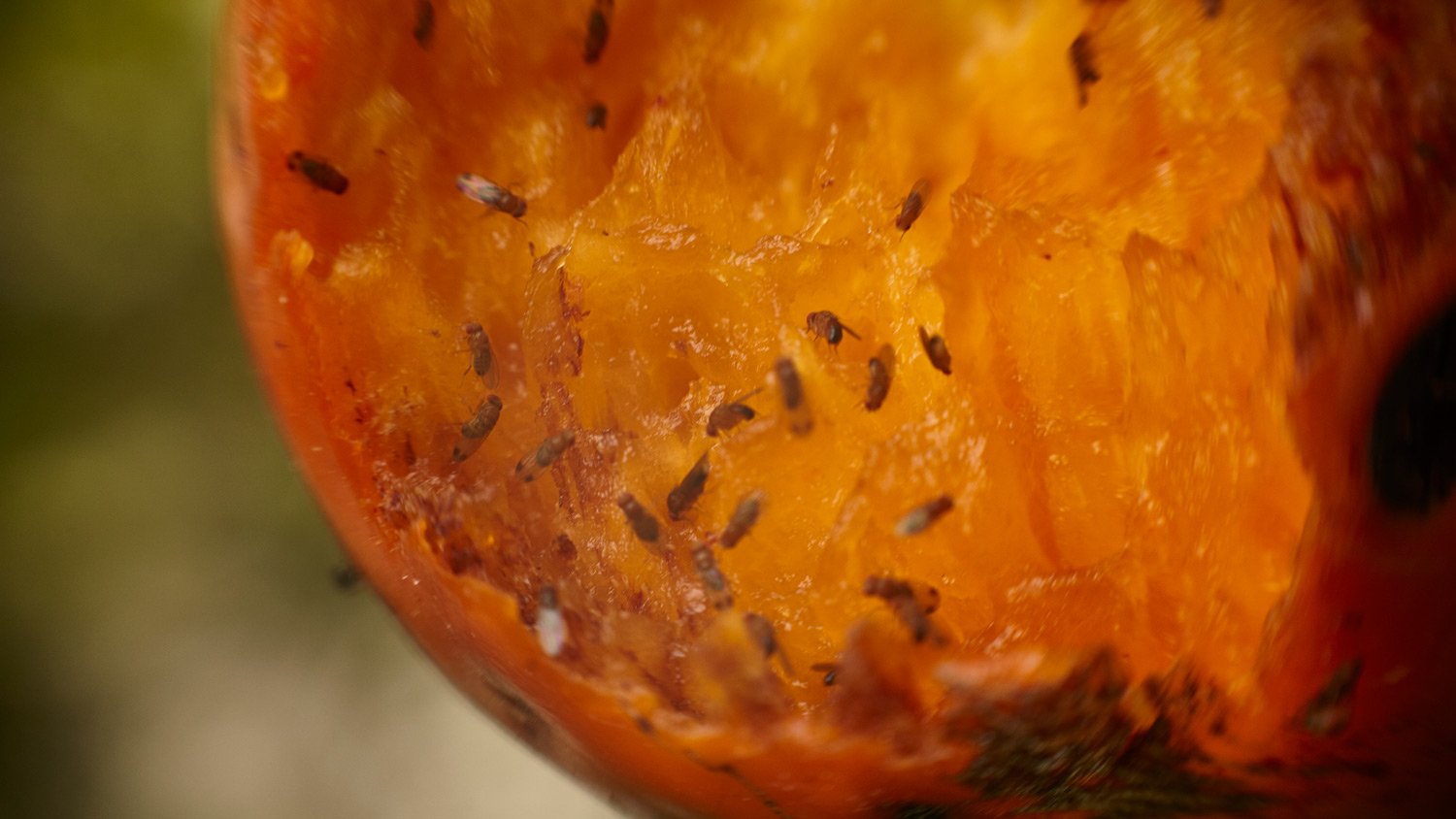 Gnats on rotting fruit