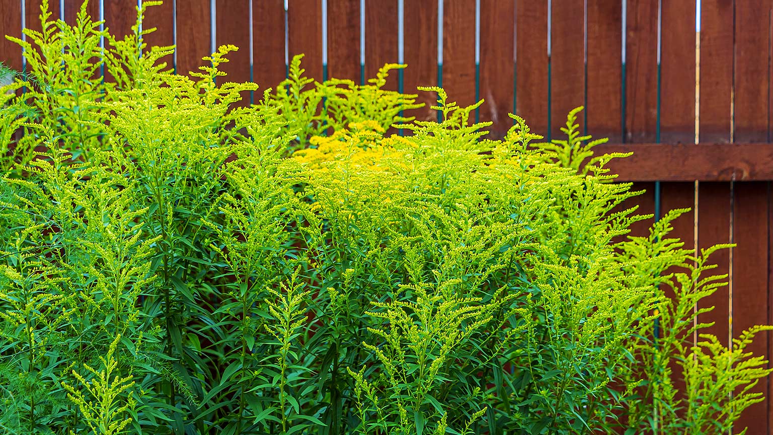 goldenrod
