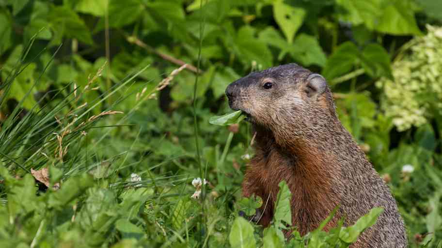 gopher in backyard