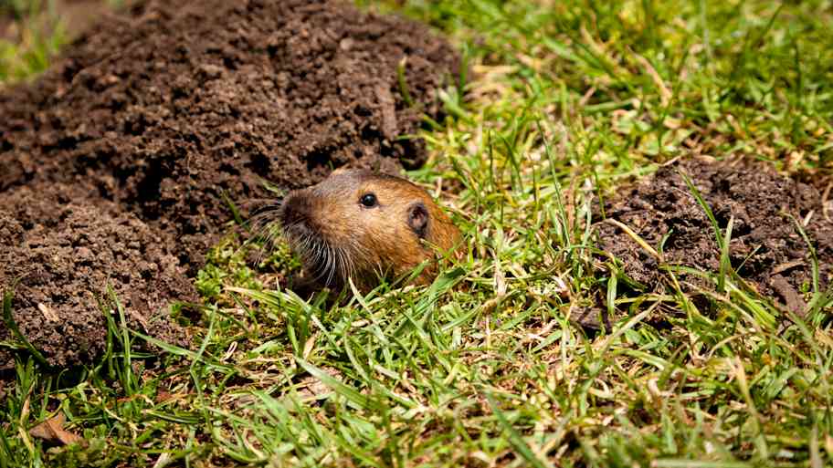 gopher poking out of hole 