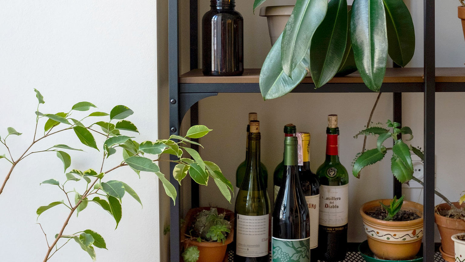 kitchen shelf with bottles and plants