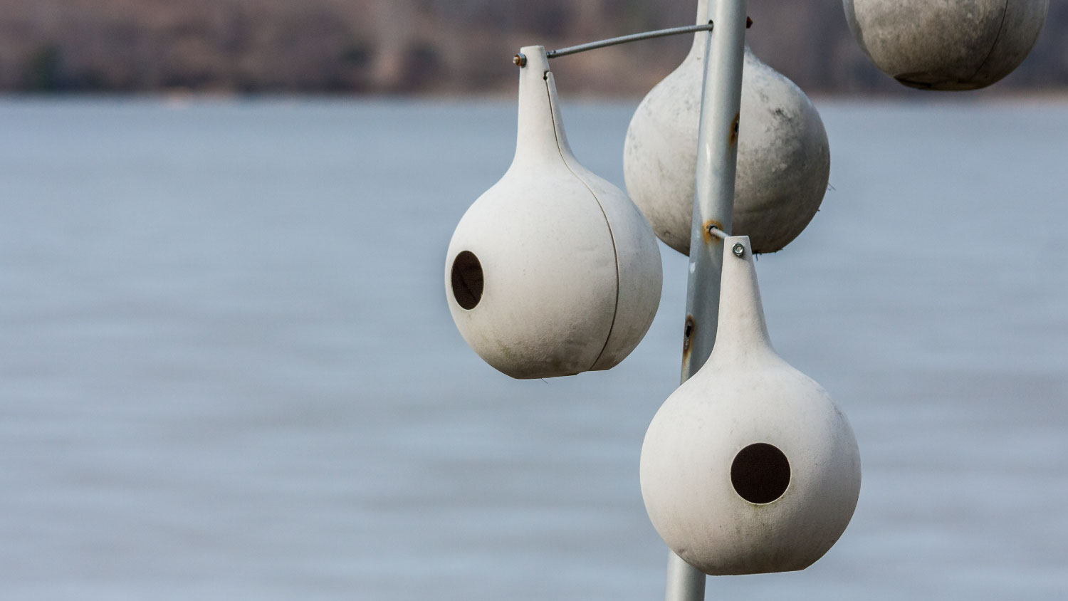 gourd birdhouse near the water