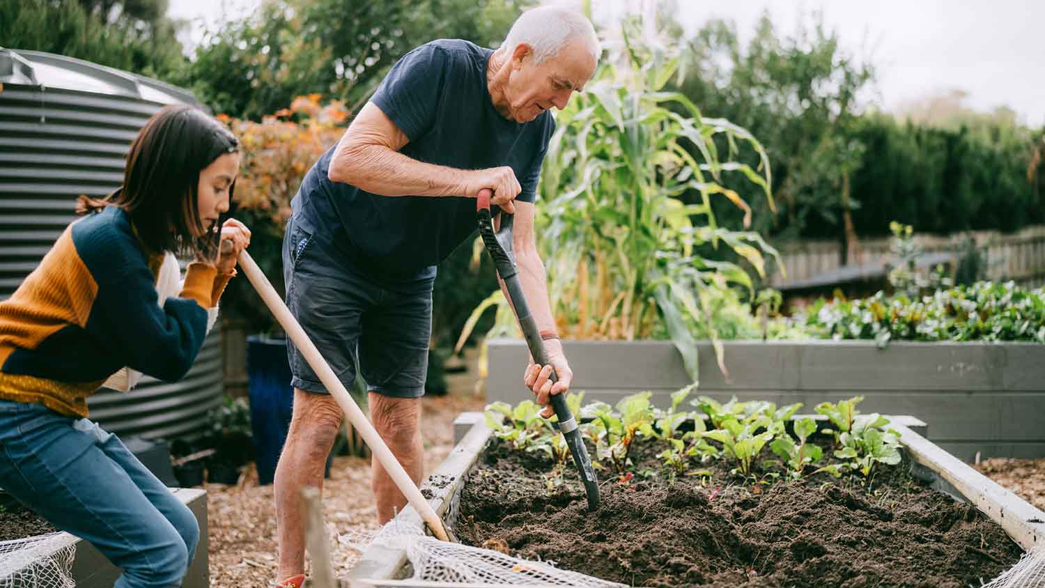Granddaughter helping grandpa in the garden