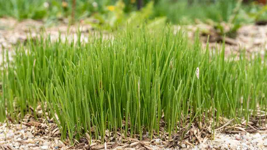 grass seed planting